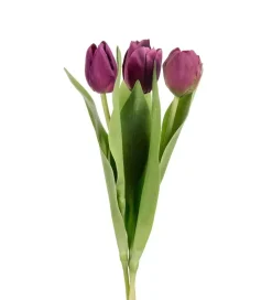 Tulipan Lilla H36