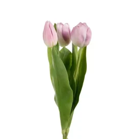 Tulipan Lys Lilla H36