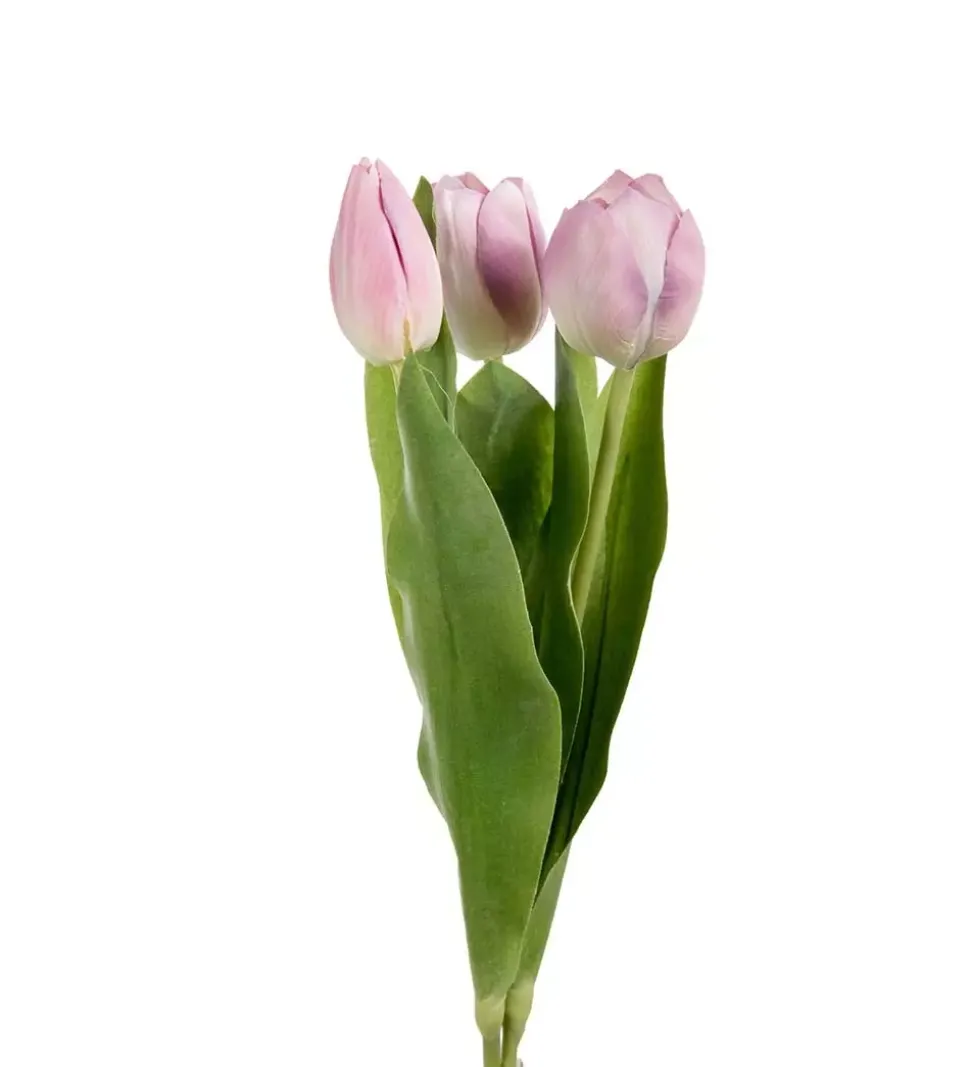 Tulipan Lys Lilla H36