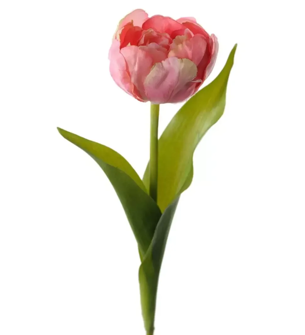 Tulipan Mørk Rosa