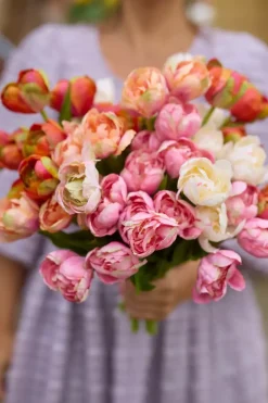 Tulipan Oransj
