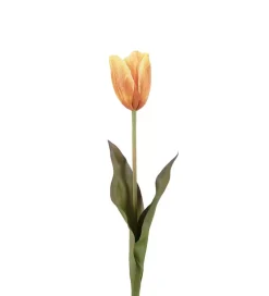 Tulipan Oransje H58
