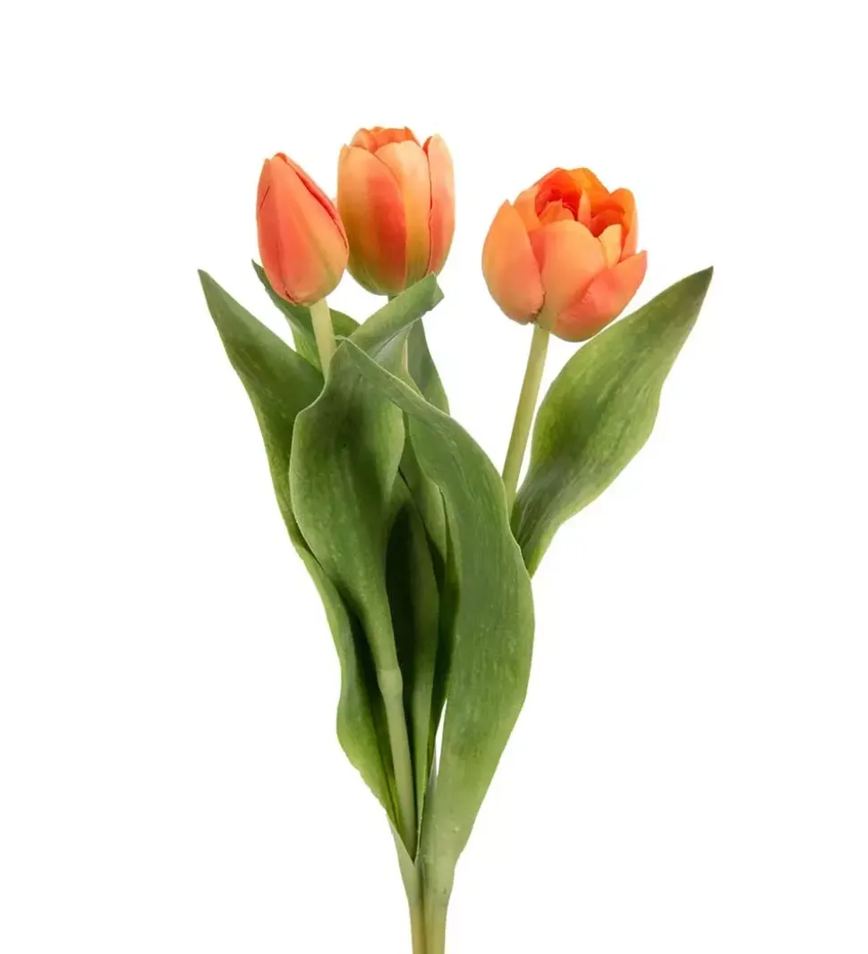 Tulipan Oransj H36