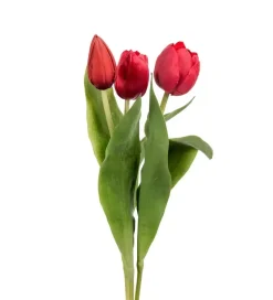 Tulipan Rød H36 (Assortert)