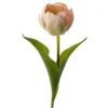 Tulipan Rosa H36