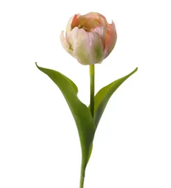 Tulipan Rosa H36