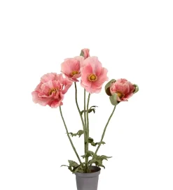 Valmue I Potte Rosa H50