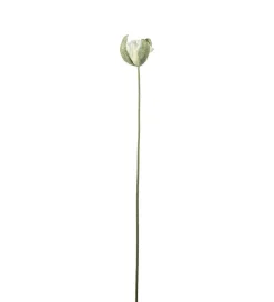 Valmueknopp Gul H78