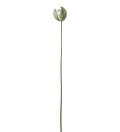 Valmueknopp Krem H78