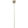Valmueknopp Rosa H78
