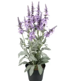 Veronica Plante Lilla I Potte