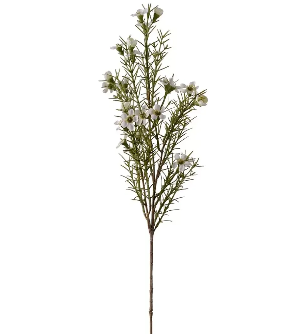 Voksblomst Hvit H60