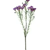 Voksblomst Lilla