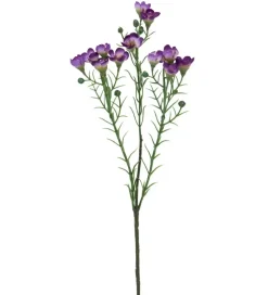 Voksblomst Lilla