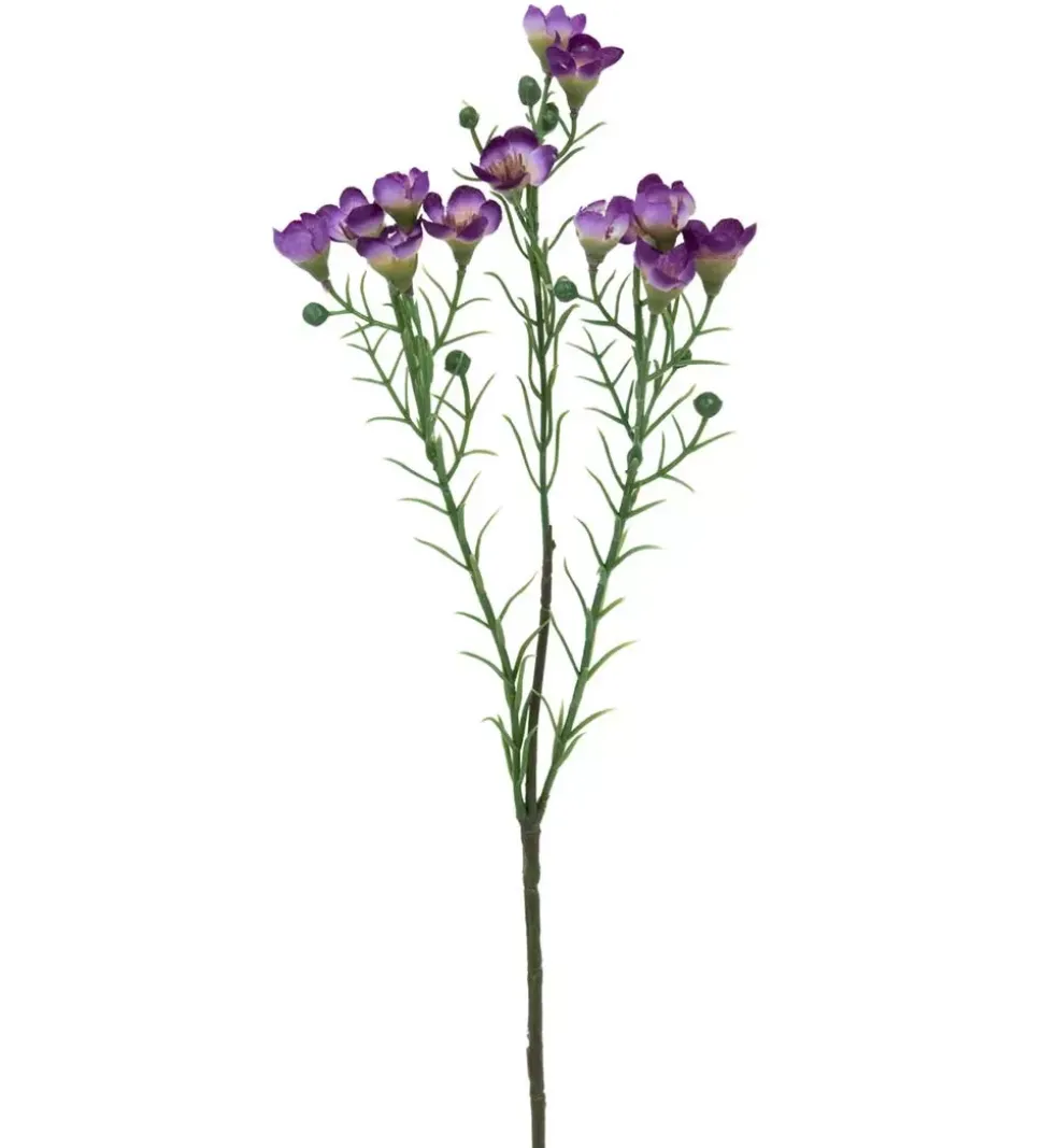 Voksblomst Lilla