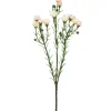 Voksblomst Rosa