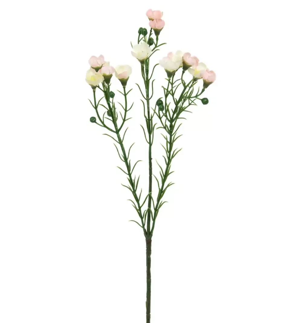 Voksblomst Rosa