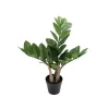 Zamifolia H25