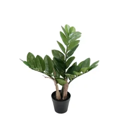 Zamifolia H25