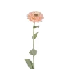 Zinnia Aprikos H58