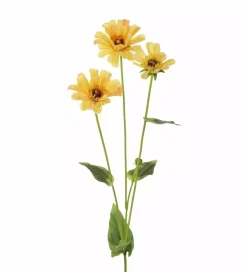 Zinnia Gul H65