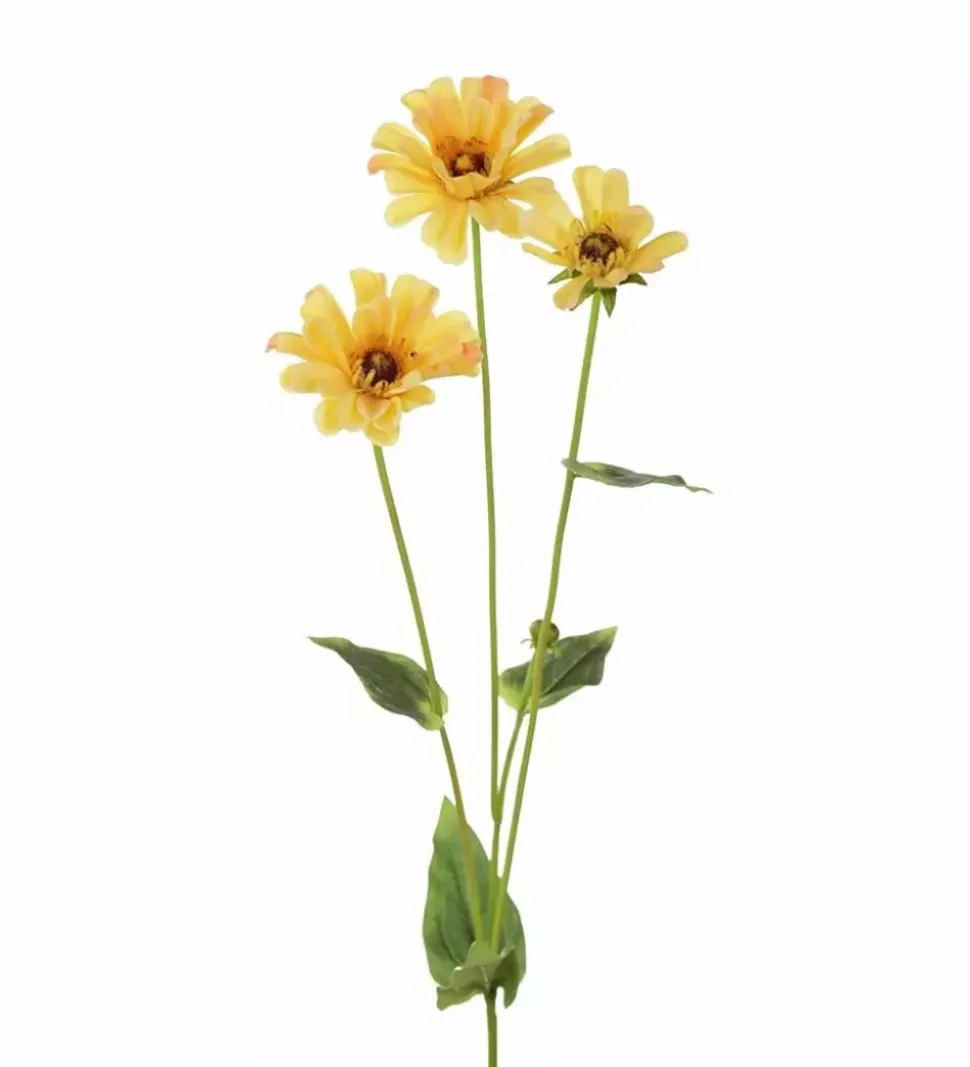 Zinnia Gul H65