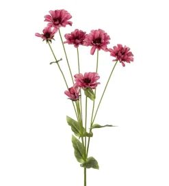 Zinnia Rosa H90