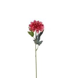 Zinnia Rosa H45cm